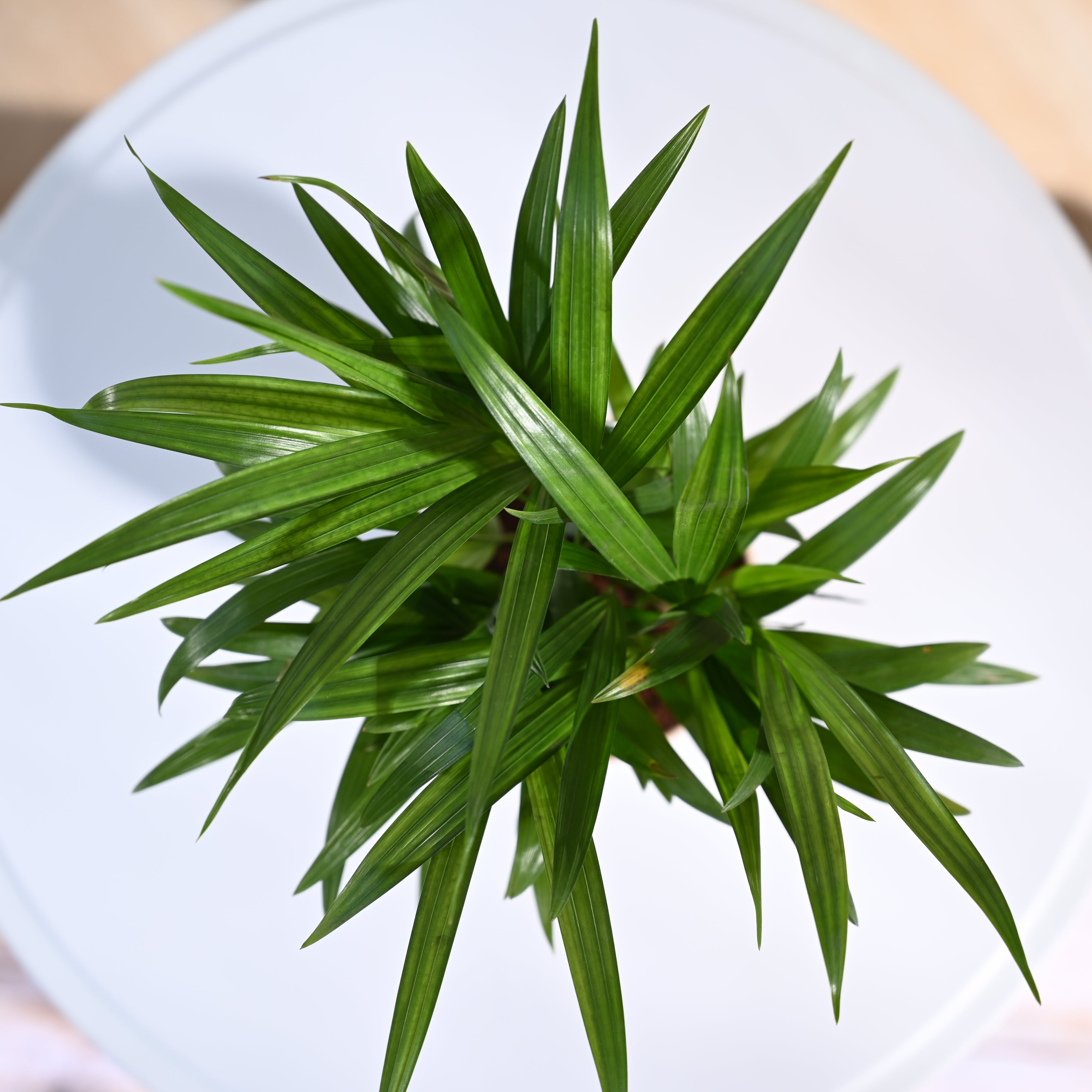 Ugaoo Areca Palm Plant with Self Watering Pot Pet Parent-Home & Garden Ugaoo Dropship