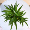Ugaoo Areca Palm Pet Safe Plant with Self Watering Pot Pet Parent-Home & Garden Ugaoo Dropship