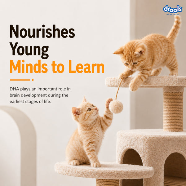 Drools Real Chicken Kitten Dry Food
