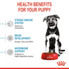 Royal Canin Maxi Puppy Dog Dry and Wet Food Combo Exclusive Combo Royal Canin