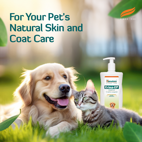 Himalaya Erina EP Tick and Flea Shampoo and Drools Absolute Calcium Bones treats for Dogs Combo