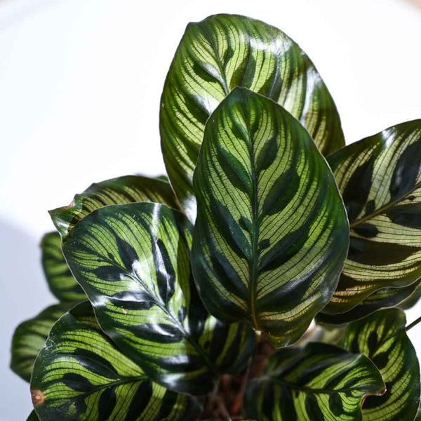 Ugaoo Peacock Natural Live Indoor Pet Safe Plant with Pot