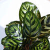 Ugaoo Peacock Natural Live Indoor Pet Safe Plant with Pot Pet Parent-Home & Garden Ugaoo Dropship