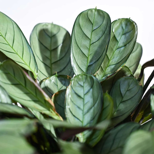 Ugaoo Calathea Prayer Indoor Live Pet Safe Plant with Pot