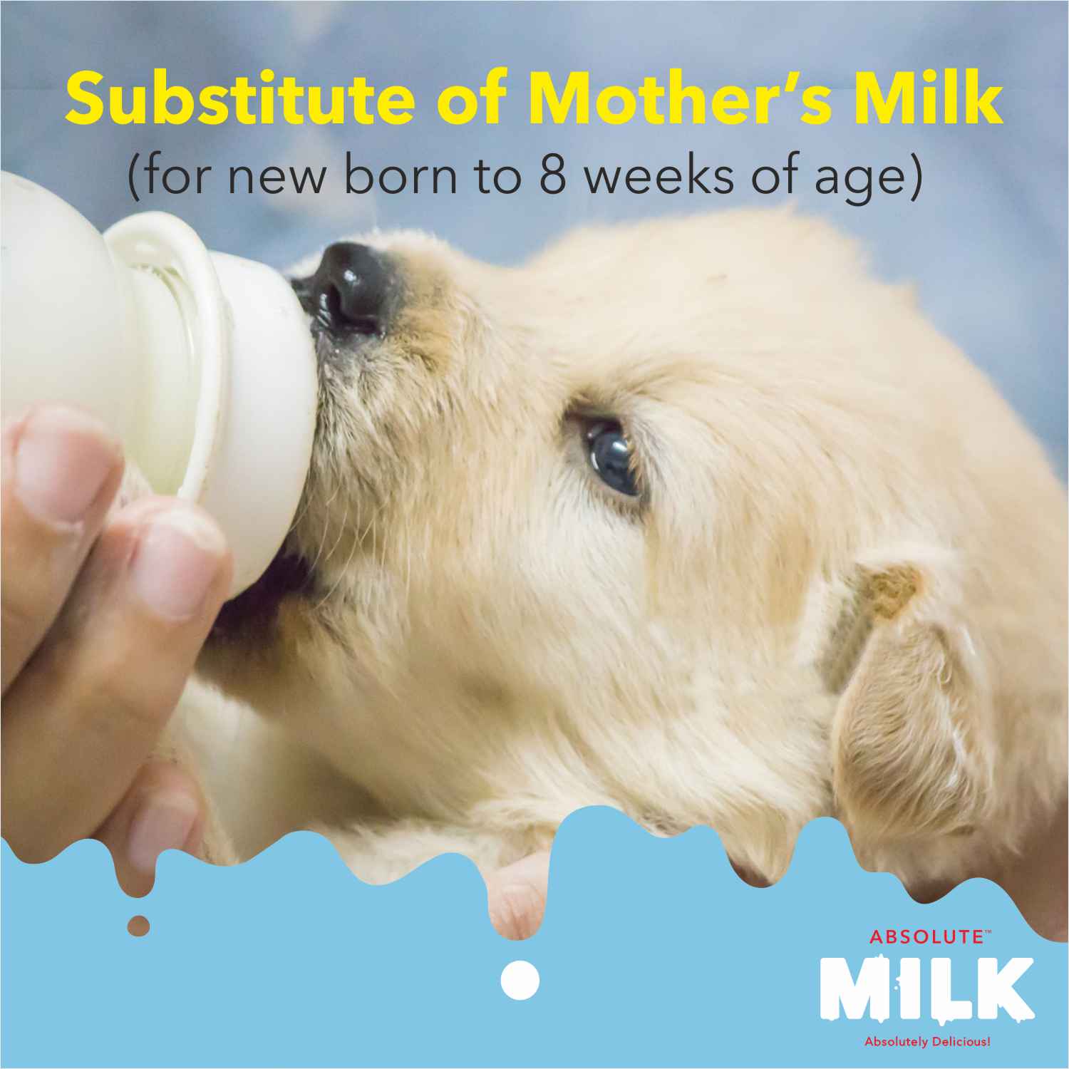 Drools Absolute Milk for Newborn Puppies Dogs-Health & Wellness Drools