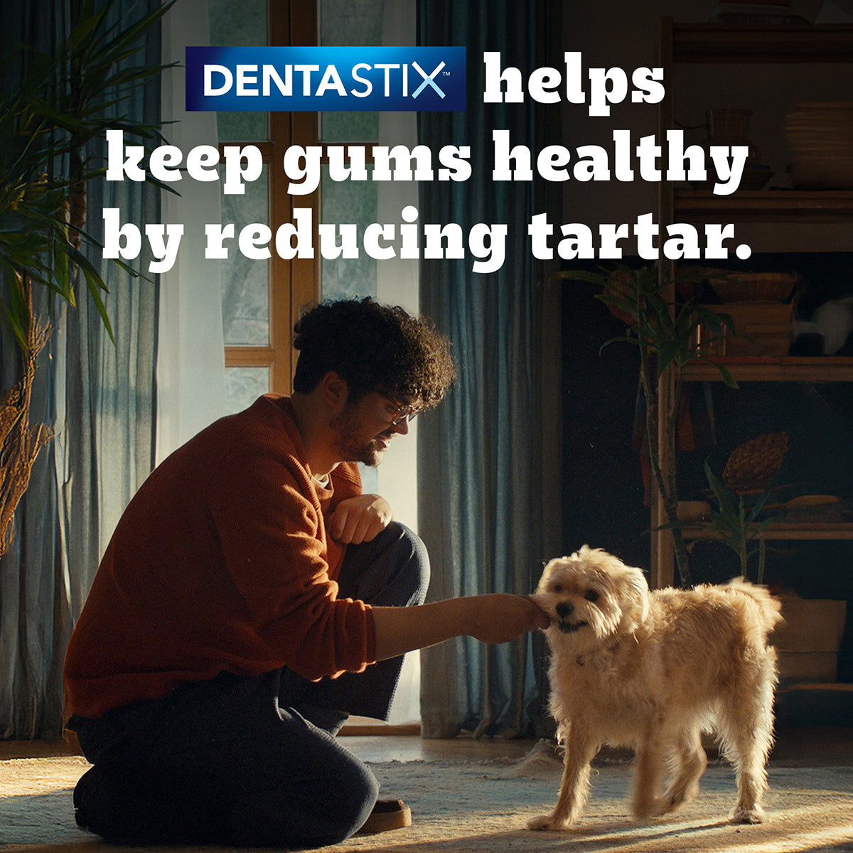 Pedigree Dentastix Oral Care for Adult (Small Breed of 5 to 10 kg) Dog Treats Dog Treats + Others Pedigree