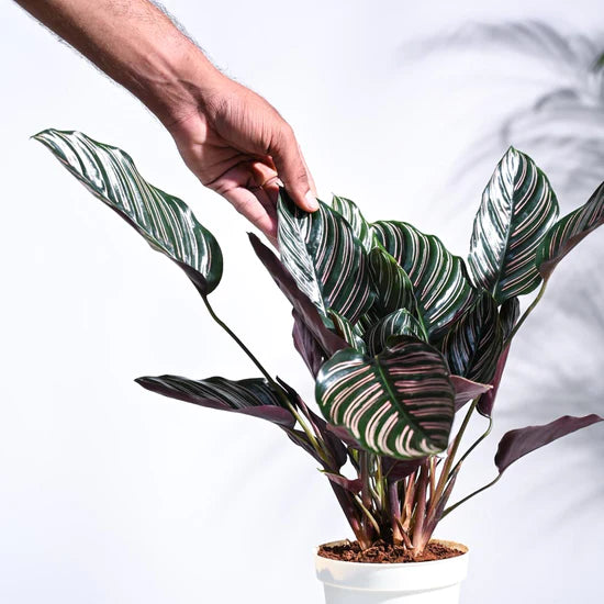 Ugaoo Calathea Sanderiana Natural Live Indoor Plant with Pot Pet Parent-Home & Garden Ugaoo Dropship