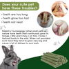 M Pets Training Wheel For Hamsters and INR&