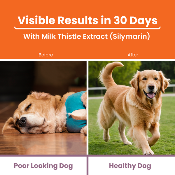 Lickicious Chicken Flavour Liver Care Syrup for Liver Support & Liver Detox for Dogs & Cats
