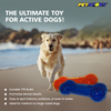 Petsport Gorilla Spiky Bone Toy for Dogs (Blue & Red) Dogs-Toys Petsport