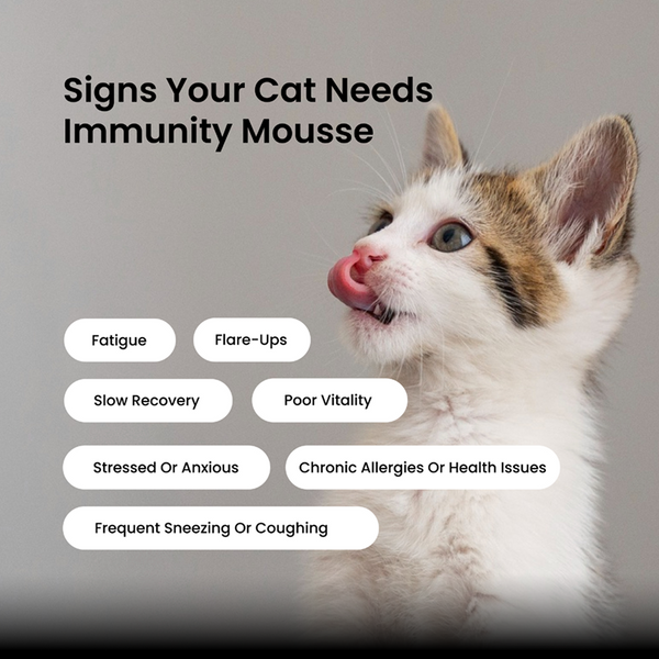 Absolut Pet Immunity Mousse Cat Supplement
