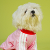 Pets Way Dive In Stripes Tshirt for Dogs (Blush) Dogs-Clothing & Accessories Pets Way Dropship XS