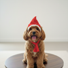 Pawgypets Christmas Cap for Dogs and Cats Both-Clothing & Accessories Pawgypets Dropship