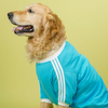 Pets Way Dive In Stripes Tshirt for Dogs (Ocean) Dogs-Clothing & Accessories Pets Way Dropship