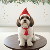 Pawgypets Christmas Cap for Dogs and Cats Both-Clothing & Accessories Pawgypets Dropship S