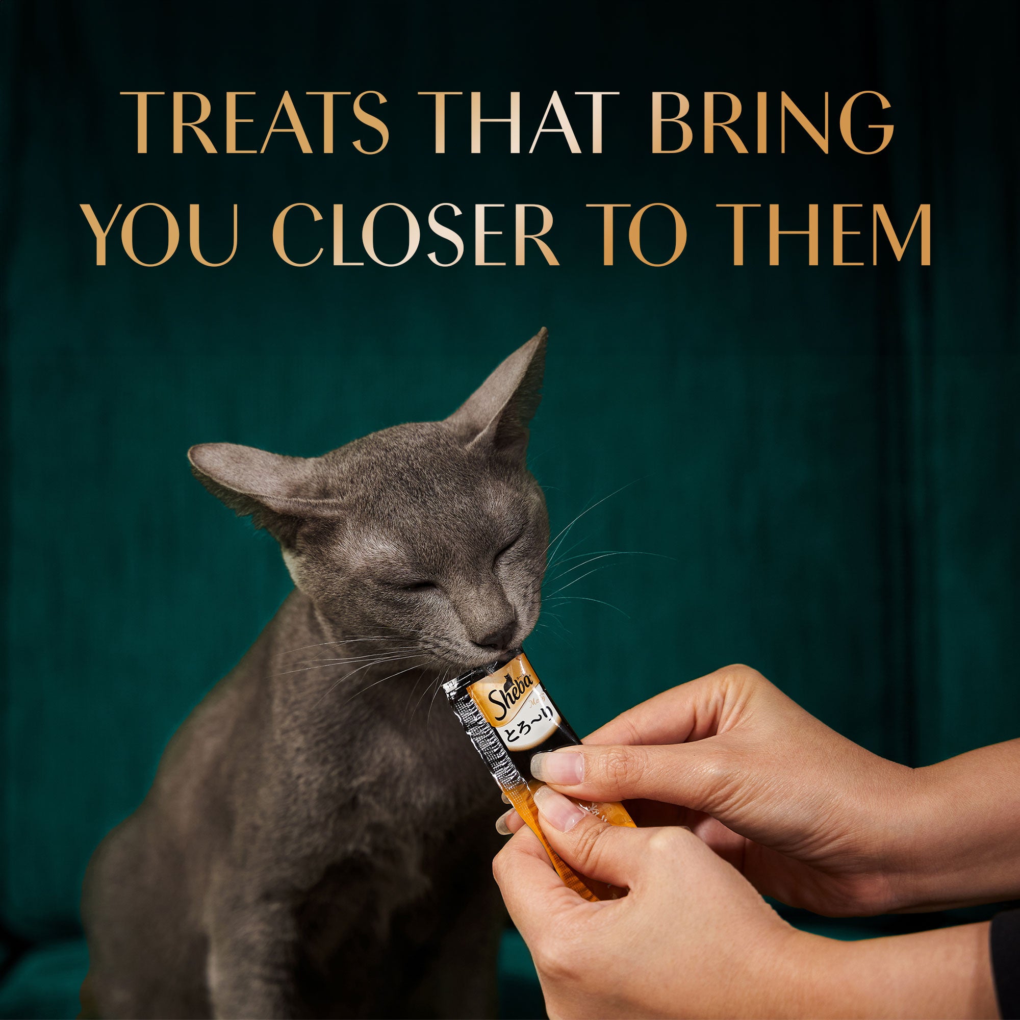 Sheba Tuna Flavor and Tuna & Prawn Maguro Selection Melty Premium Cat Treats Cats-Treats & Others Sheba