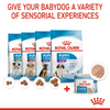 Royal Canin Mousse Mother and Baby Starter Dog Wet Food Dogs-Wet Food Royal Canin