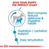 Royal Canin Mini Starter, Mother & Babydog Dry Food Dogs- Dry Food Royal Canin