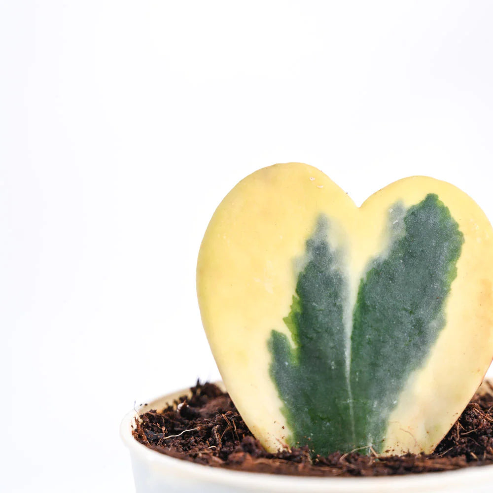 Ugaoo Heart Hoya Variegated Succulent Live Pet Safe Plant with Pot Pet Parent-Home & Garden Ugaoo Dropship