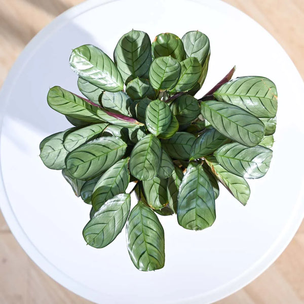 Ugaoo Calathea Prayer Indoor Live Pet Safe Plant with Pot