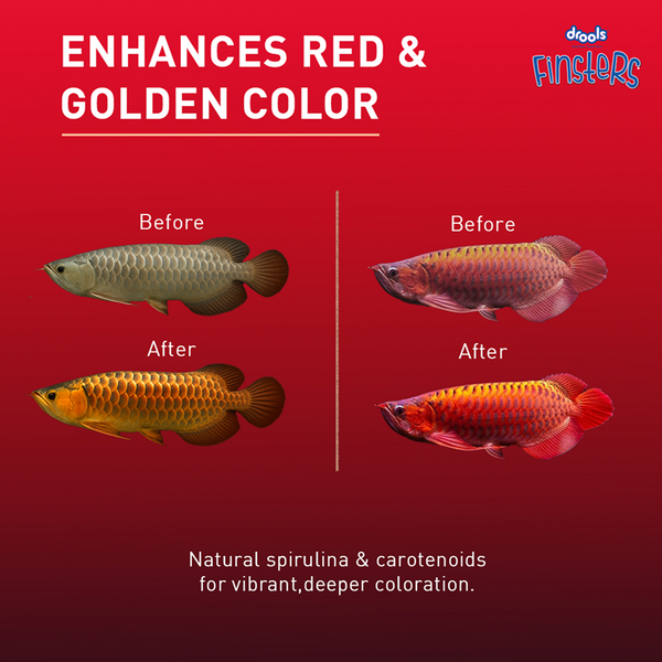 Drools Finsters Arowana Fish Food