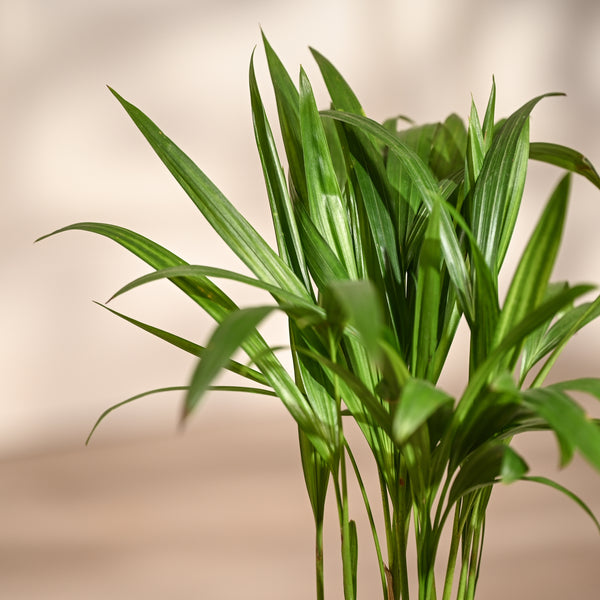 Ugaoo Areca Palm Pet Safe Plant with Self Watering Pot