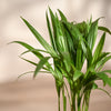 Ugaoo Areca Palm Pet Safe Plant with Self Watering Pot Pet Parent-Home & Garden Ugaoo Dropship