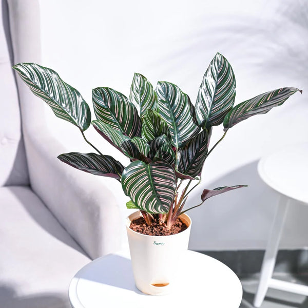 Ugaoo Calathea Sanderiana Natural Live Indoor Pet Safe Plant with Pot