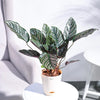 Ugaoo Calathea Sanderiana Natural Live Indoor Pet Safe Plant with Pot Pet Parent-Home & Garden Ugaoo Dropship