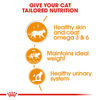 Royal Canin Intense Beauty Adult Gravy Cat Wet Food Cats-Wet Food Royal Canin