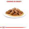 Royal Canin Medium Adult Dog Wet Food Dogs-Wet Food Royal Canin