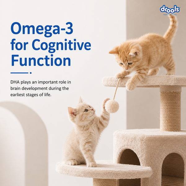 Drools Ocean Fish Kitten Cat Dry Food