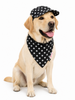 Pawgypets Star Denim Cap and Bandana Set for Dogs and Cats (Black) Both-Clothing & Accessories Pawgypets Dropship S