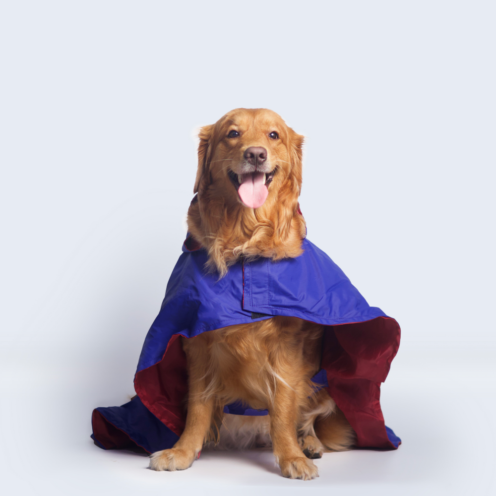 Pet Set Go Cape Style Raincoat for Dogs (Blue) Dogs-Clothing & Accessories Pet Set Go