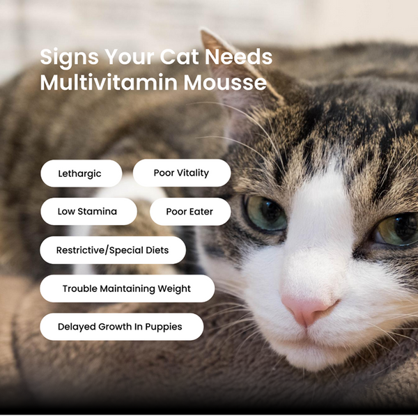 Absolut Pet Multivitamin Mousse Cat Supplement
