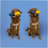 Joyser Pill Chew Toy for Dogs (Blue/Yellow) Dogs-Toys Joyser
