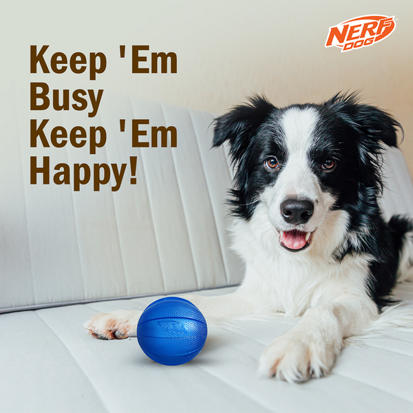Nerf Dog Classic Squeak Transparent TPR Ball Toy for Dogs (Blue)