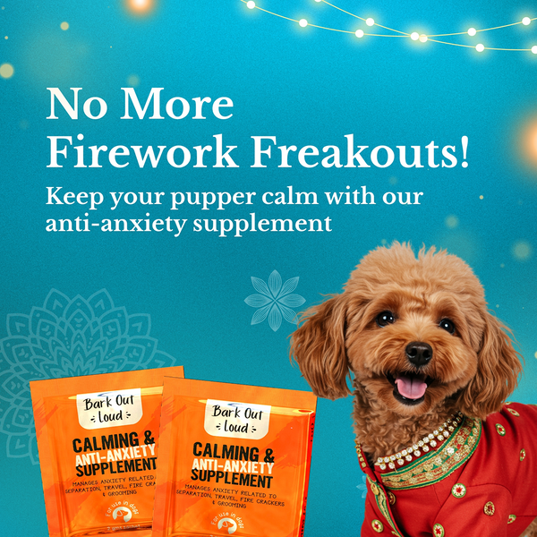 Bark Out Loud Festive Gift Box for Dogs