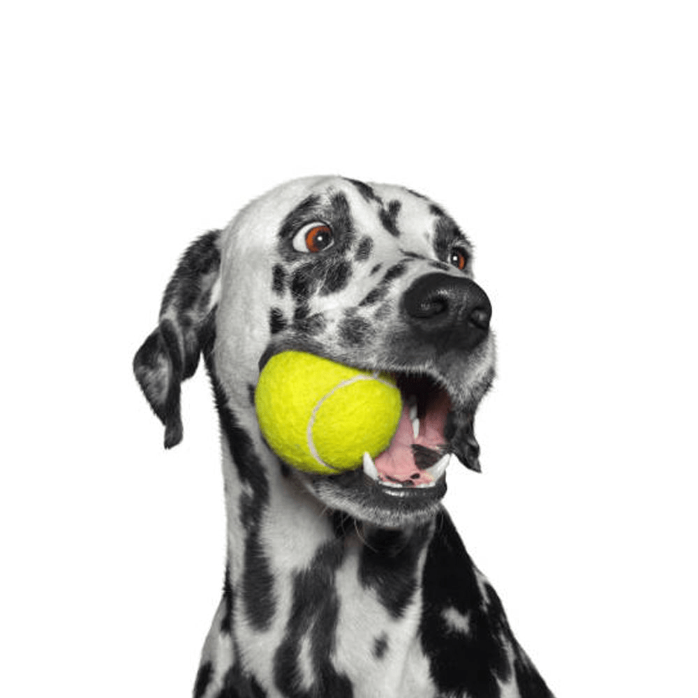 Goofy Tails Sport Tennis Ball Toy for Dogs (Dark Green)