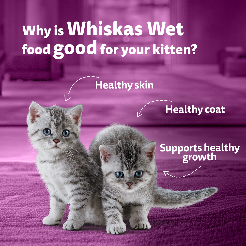 Whiskas Chicken with Salmon in Jelly Kitten (2-12 Months) Cat Wet Food Cats-Wet Food Whiskas