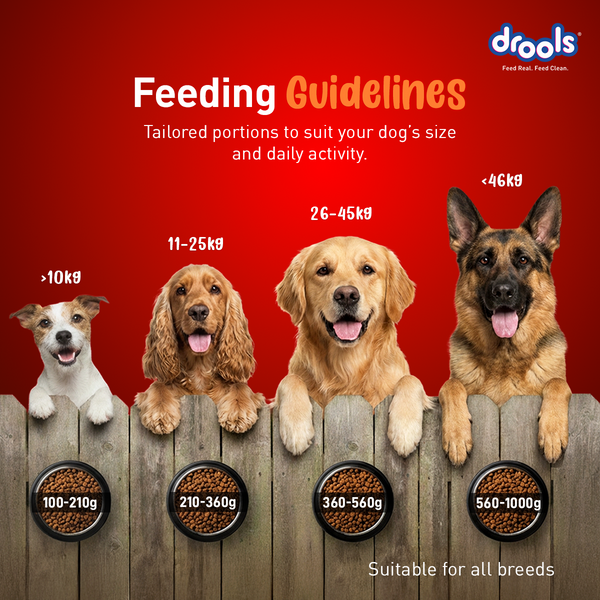 Drools Turkey and Pumpkin Adult Dog Dry Food
