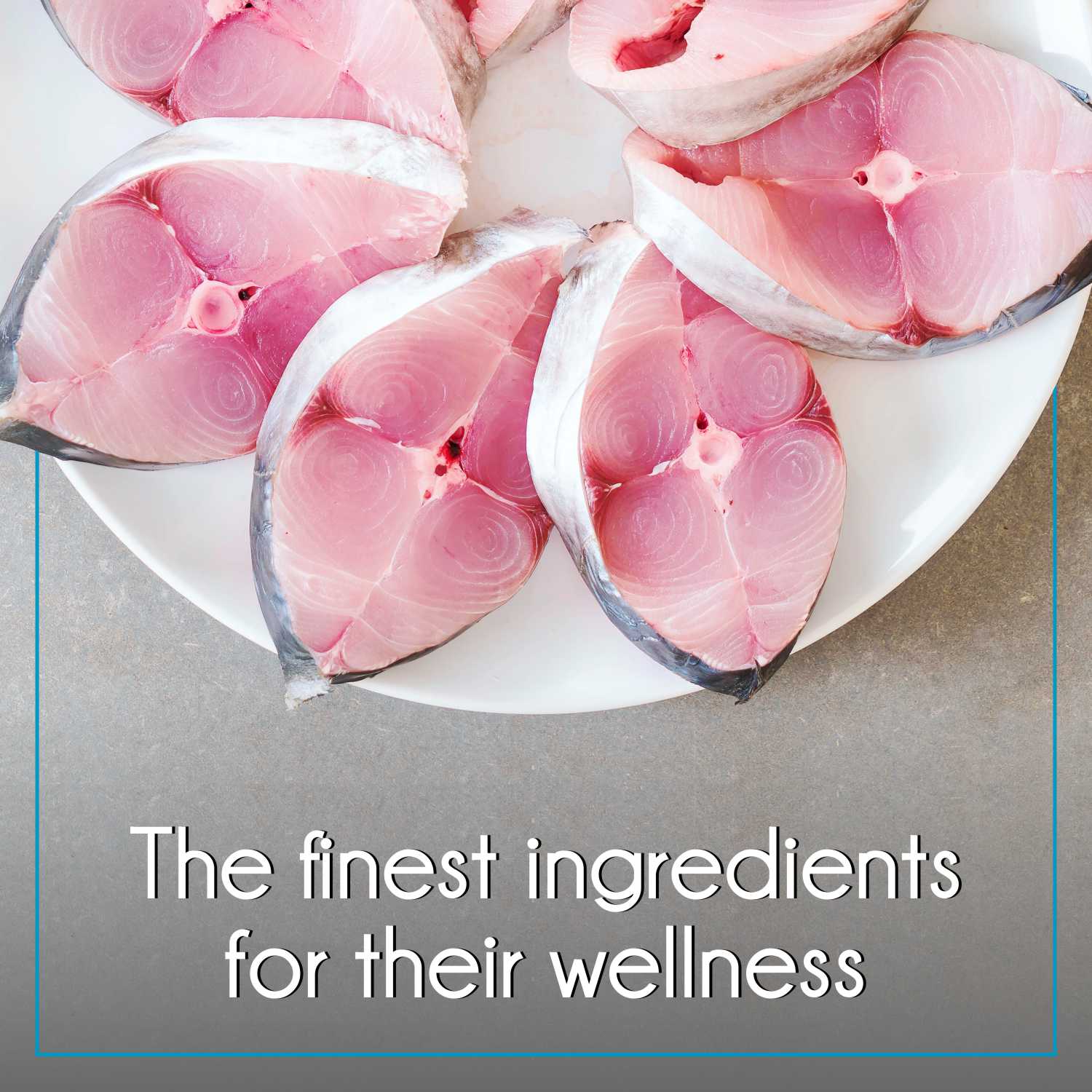 Purepet Ocean Fish Kitten Dry Food Cats- Dry food Purepet