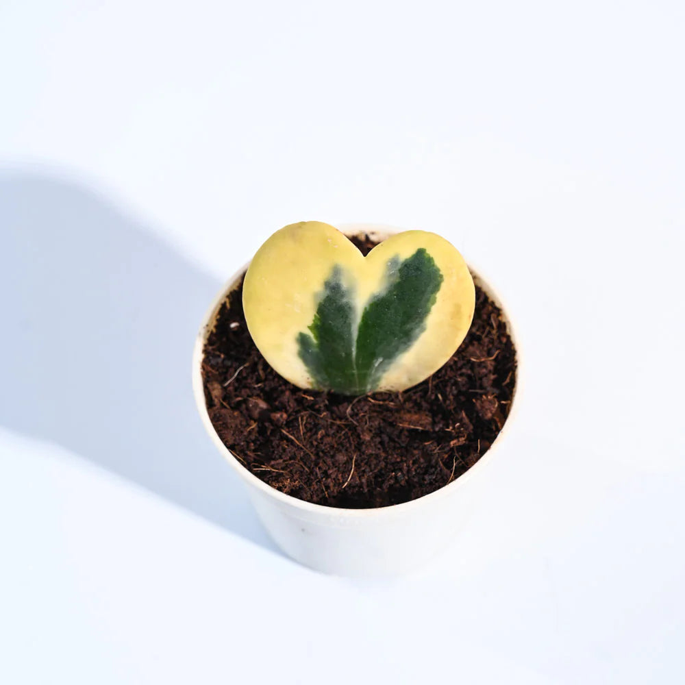 Ugaoo Heart Hoya Variegated Succulent Live Pet Safe Plant with Pot Pet Parent-Home & Garden Ugaoo Dropship