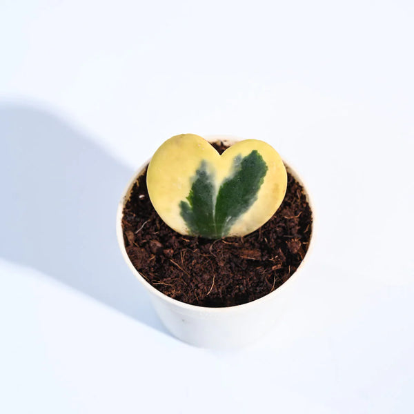 Ugaoo Heart Hoya Variegated Succulent Live Pet Safe Plant with Pot