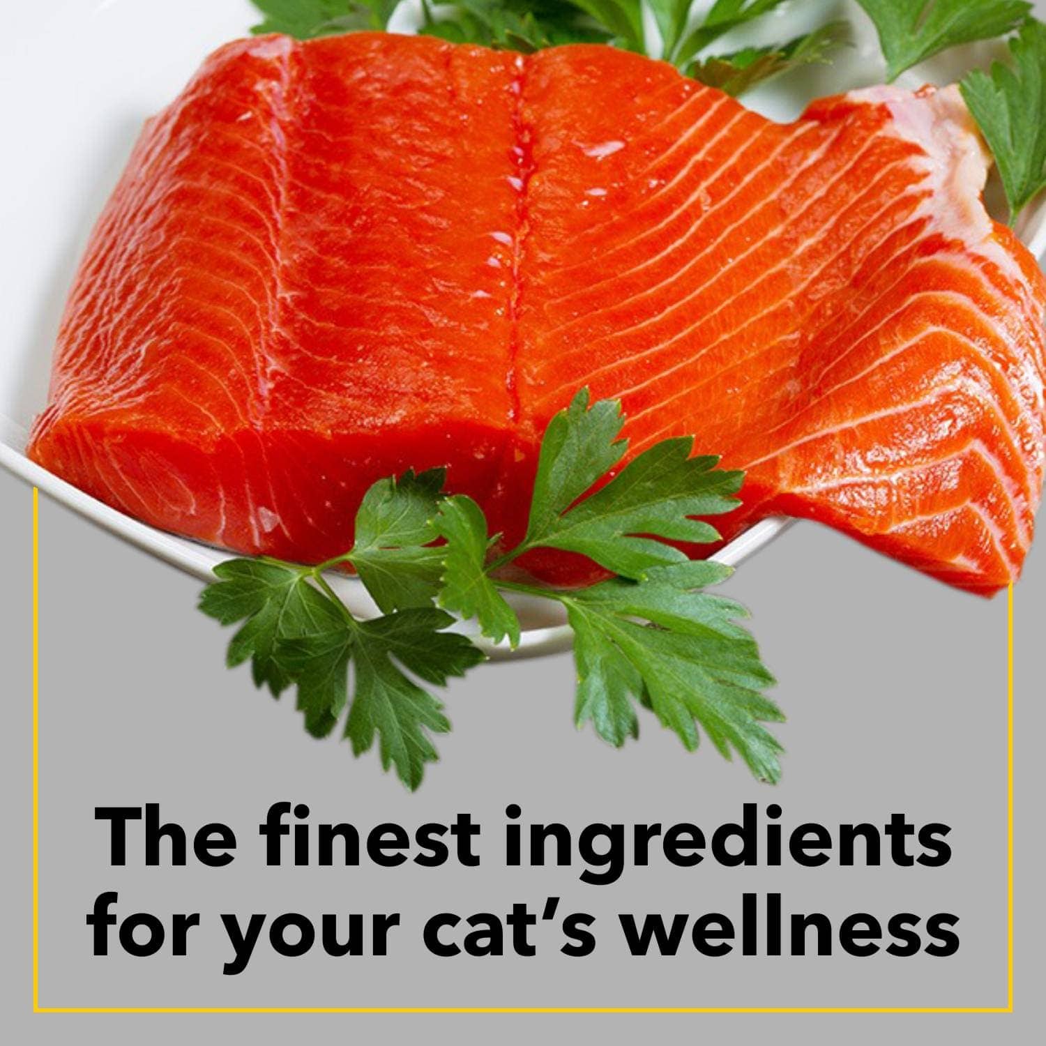 Purepet Tuna & Salmon and Seafood Adult Cat Dry Food Combo