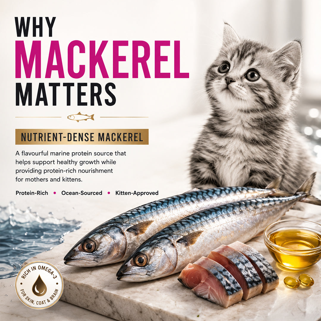Signature Grain Zero Ocean Fish, Sardine and Mackerel Mother and Kitten Cat Dry Food Cats- Dry food Signature