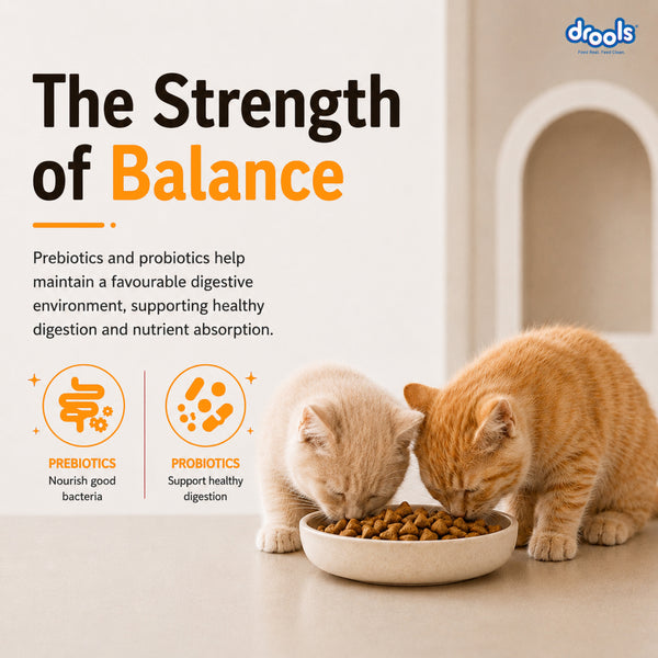 Drools Real Chicken Kitten Dry Food