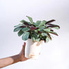 Ugaoo Calathea Prayer Indoor Live Pet Safe Plant with Pot Pet Parent-Home & Garden Ugaoo Dropship