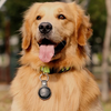 Mitag Go Anti Loss Device with Keychain for Dogs and Cats (Brown) | Android Both-Collar, Leashes, harnesses Mitag Dropship