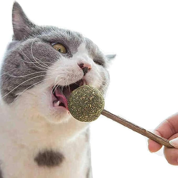 Skatrs Catnip Lollipop Natural Wooden Teeth Cleaning Toy for Cats and Kittens
